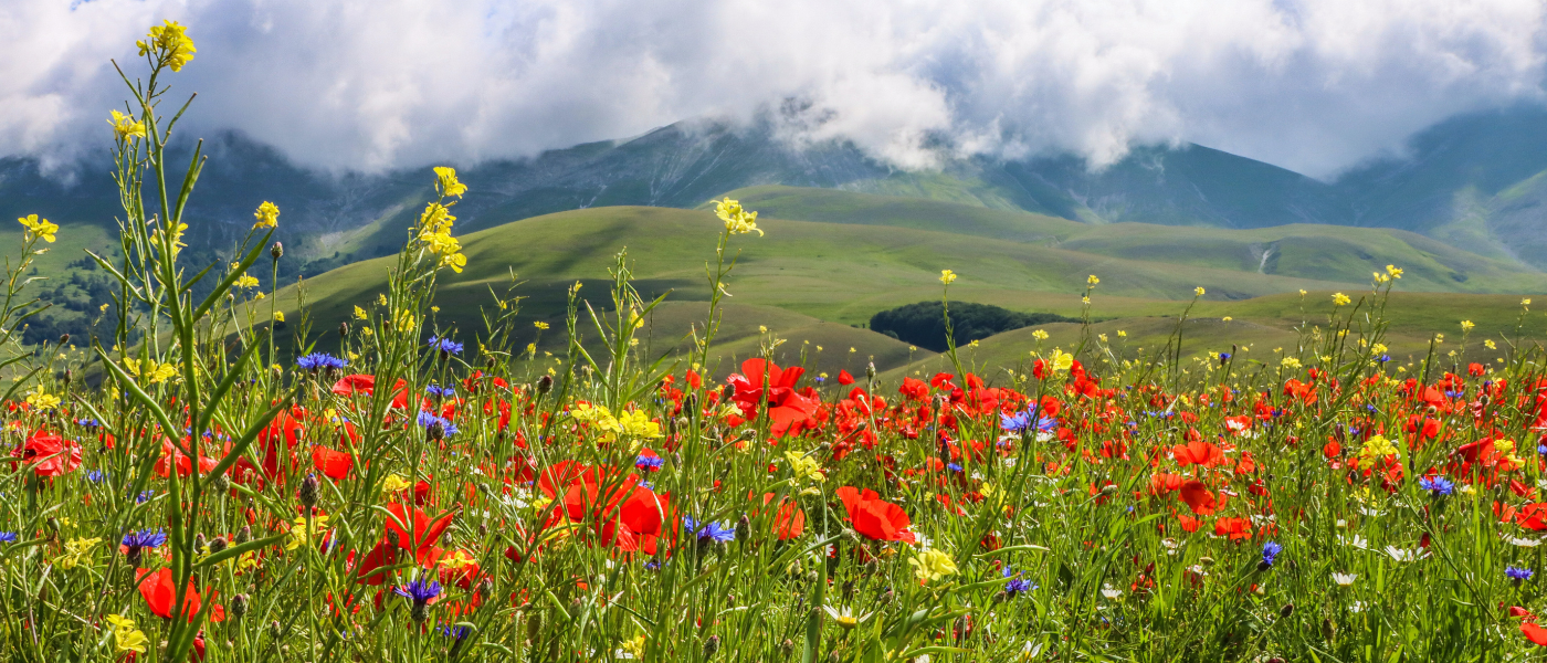 turismo integrato bando cciaa
