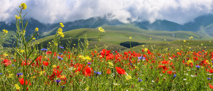 turismo integrato bando cciaa